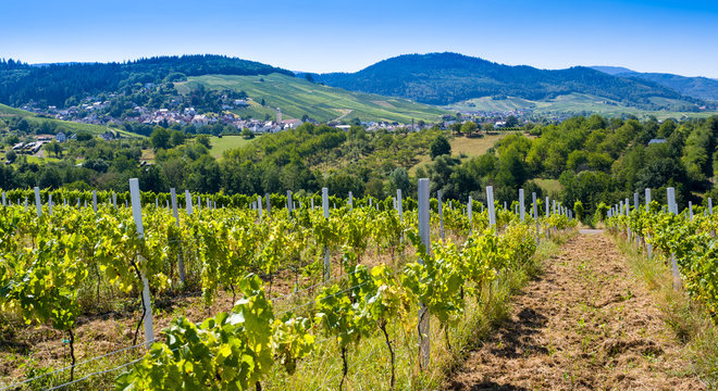 Vineyards near Varnhalt and B&uuml;hl, Baden W&uuml;rttemberg, Germany