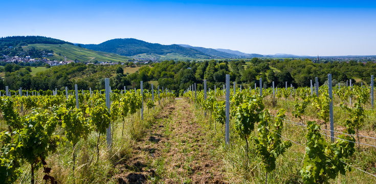 Vineyards near Varnhalt and B&uuml;hl, Baden W&uuml;rttemberg, Germany