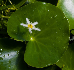 Blossom of Humboldts water fringe (Nymphoides humboldtiana) in a pond. Botanical Garden, KIT,...
