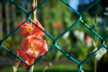 mieczyk  , gladiola ,gladiolus, © Marcin Łazarczyk