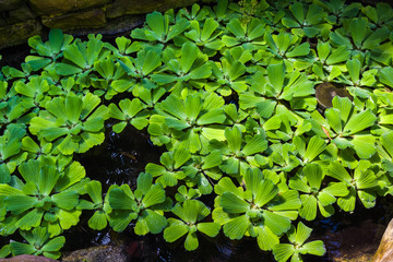 Water lettuce plants in a pond. Botanical Garden, KIT, Karlsruhe, Germany, Europe