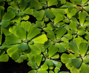 Water lettuce plants in a pond. Botanical Garden, KIT, Karlsruhe, Germany, Europe