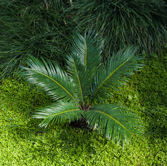 Cycas Revoluta Sago Palm. Botanical Garden, KIT, Karlsruhe, Germany, Europe