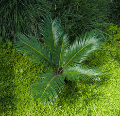 Cycas Revoluta Sago Palm. Botanical Garden, KIT, Karlsruhe, Germany, Europe