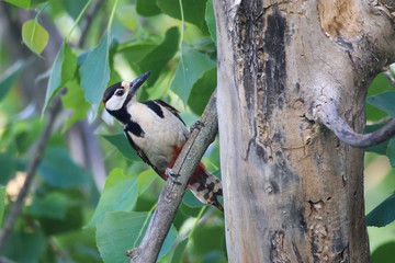 Great spotted woodpecker (Dendrocopos major) on a wooden log