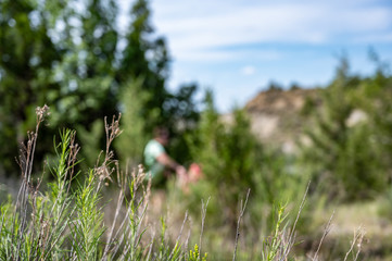 Focus on grass plains edge of butte with blurred background of Painted Canyon of the Theodore Roosevelt National Park, North Dakota, USA