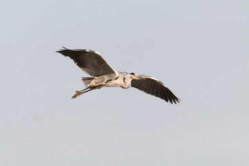 Grey heron (Ardea cinerea) flying. Grey bird flying with open big wings