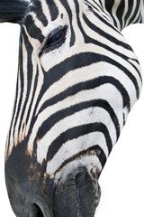 Head of a beautiful african zebra on a white