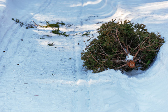 Old Discarded Christmas Tree Lying On A Snowy Road