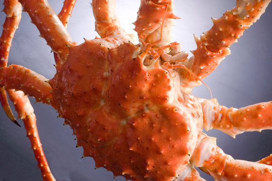 タラバガニ の画像 3 291 件の Stock 写真 ベクターおよびビデオ Adobe Stock