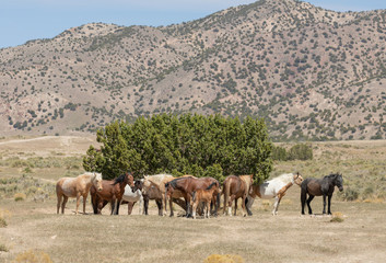 Wild Horses in Spring in the Utah Desert