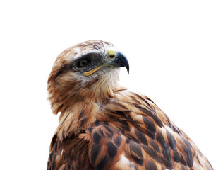 beautiful mountain eagle