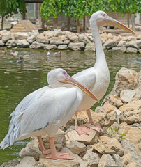 portrait of a beautiful Pelican