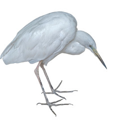 the Snow white Egret on a white