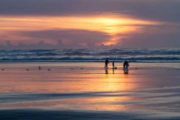 Razor clam digging on the Oregon coast at sunrise near Seaside