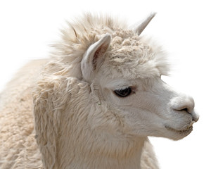Beautiful lama portrait on a white