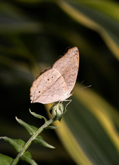 Macro of a Brown Butterfly on Green Leaf 2