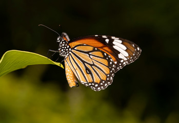Macro of a Brown Monarch on Green Leaf