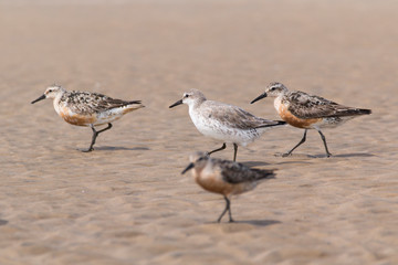 Knot (Calidris canutus) feeding at Doñana beach. Wader in Donana National Park of south Spain