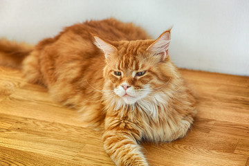 Obraz premium Red maine coon cat lying on a wooden floor