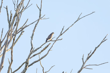 Common Buzzard-Buse variable ( Buteo buteo), Auvergne, France.