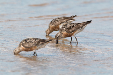 Knot (Calidris canutus) feeding at Doñana beach. Wader in Donana National Park of south Spain