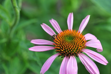 Fototapeta premium Purple coneflower, Echinacea purpurea, flowers in the garden, can be used in alternate medicine