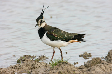 Lapwing (Vanellus vanellus) at Eastern Branch Nature Reserve. Wader feeding in a natural park of south Spain. Bird with long, thin, wispy crest and at close range beautiful green and purple iridescent