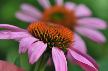Purple coneflower, Echinacea purpurea, flowers in the garden, can be used in alternate medicine