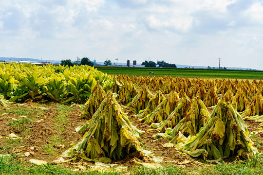 Cut, Speared, Drying Tobacco