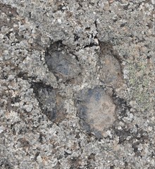 Iguanodon icnite. Site of ichnites (dinosaur footprints) of La Canal, Munilla