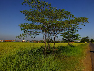 
a "karsen" tree that grows on the edge of rice fields in rural Asia