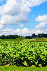 Fototapeta na wymiar Lancasster County Tobacco Fields