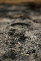 ash on the ground after burning
