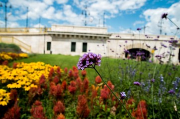 Closeup of little flower in center of Budapest