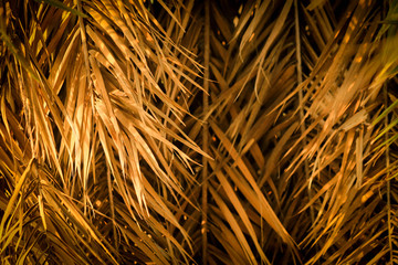 Tropical dry palm leaves hanging down from the tree 