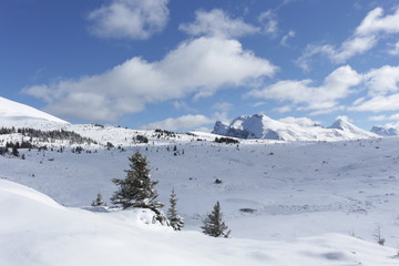 Fototapeta na wymiar Sunshine Meadows in winter - Banff - Canada