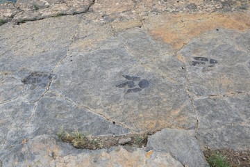 Trace of ichnites of Theropod. Site of ichnites (dinosaur footprints) of Peñaportillo, Munilla