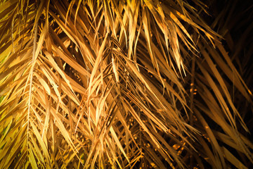 Tropical dry palm leaves hanging down from the tree 