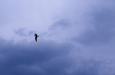 Obraz na płótnie Canvas Bird in the dark sky. Dark sky background before a thunderstorm. Thunderclouds. 