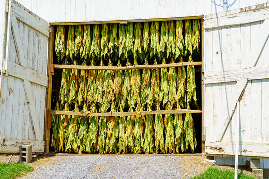 Tobacco Hanging in Barn