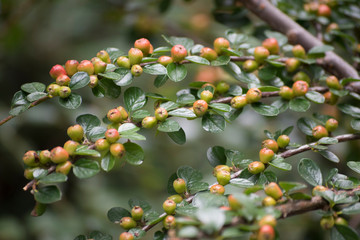 Fototapeta Irga - krzew o małych listkach i kolorowych owocach obraz