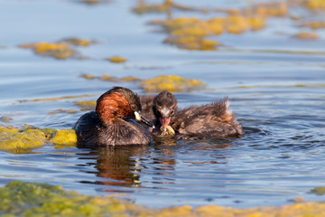 Little grebe (Tachybaptus ruficollis) with chicks. Adult feeding a baby in the water. Little bird with red neck