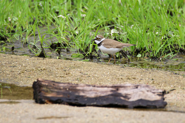 Naklejka na ściany i meble Little ringed plover (Charadrius dubius) in a river in central Spain with green plants and wooden log