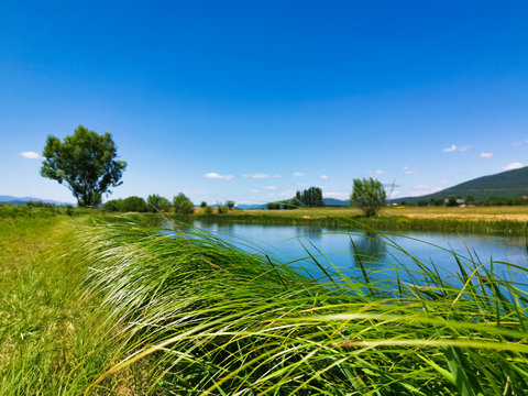 Defocused photo of grass along the Gacka river in Lika region in Croatia.