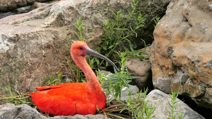 A scarlet ibis, eudocimus ruber, sitting on its nest between rocks