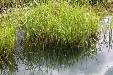 Gras Spiegelung im Teich