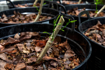 Young shoots of climbing wattle or Senegalia pennata tree  that sprouted from the cuttings in pots.