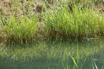 spiegelung im teich