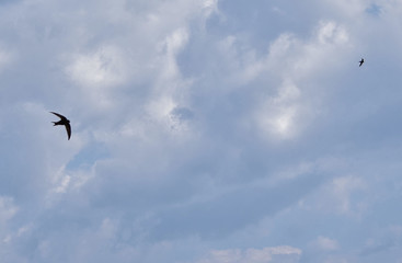 Common House Martin bird flying in a cloudy sky